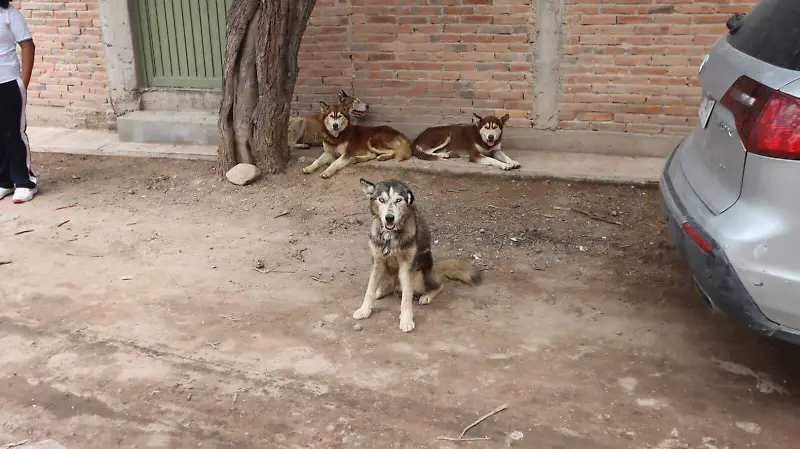 Criadero clandestino